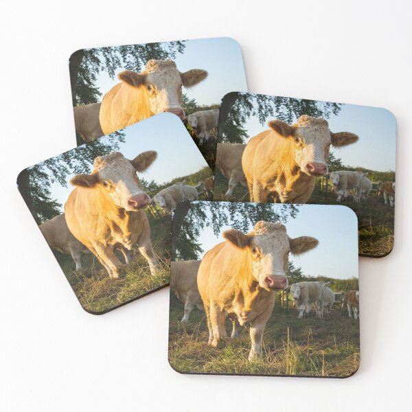 Item preview, Close Encounter of the Bovine Kind, Cow designed and sold by Jane Stanley Photography.