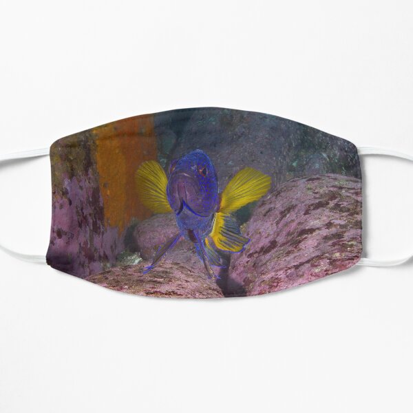Skillion eastern blue devil Flat Mask
