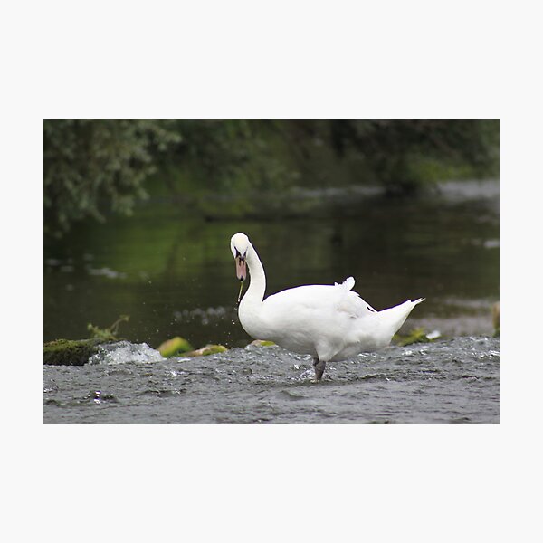 Item preview, Swan designed and sold by chirs1990.