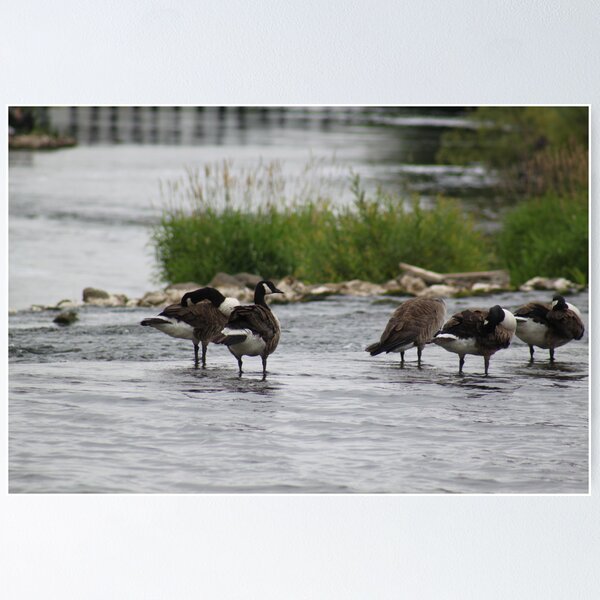 Item preview, Canadian geese  designed and sold by chirs1990.