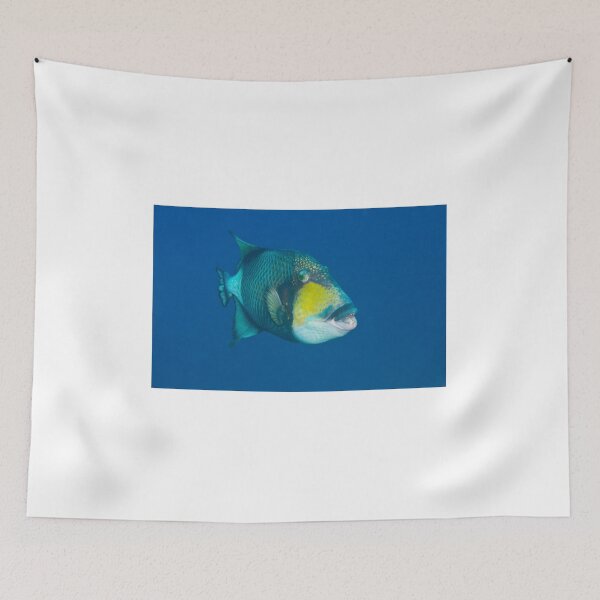 Item preview, Hideaway Titan-Triggerfish  designed and sold by Matt-Dowse.