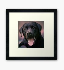 Lab Framed Print