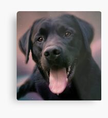 Lab Metal Print