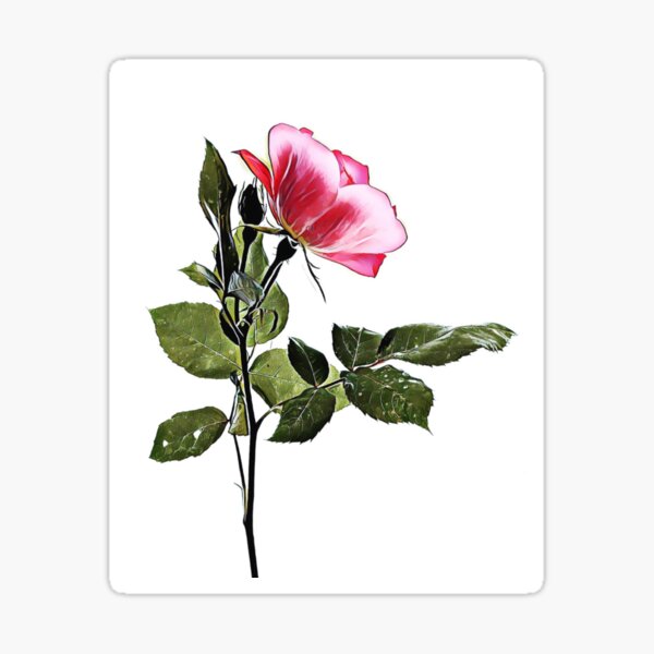 Rosey Sticker