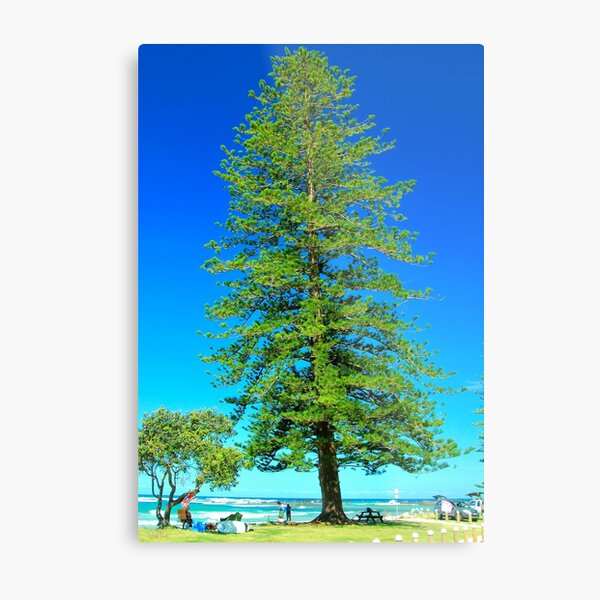 Norfolk Island Pine Wall Art Redbubble