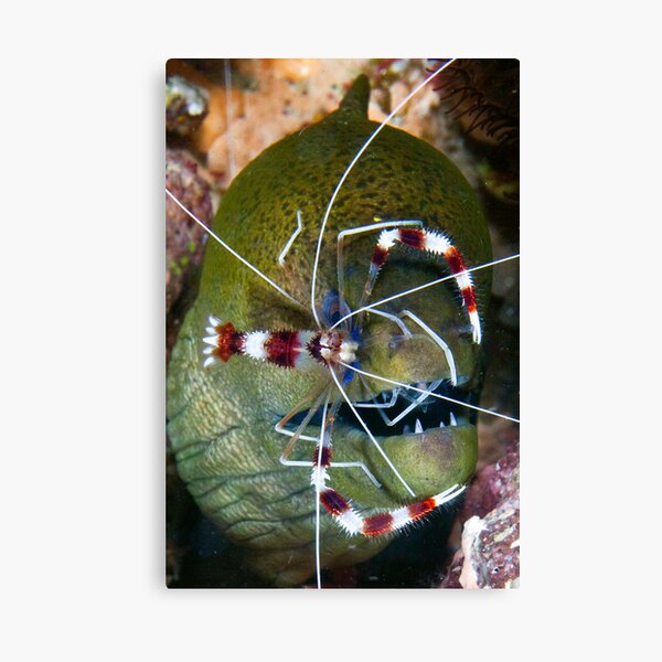 Dental work Canvas Print