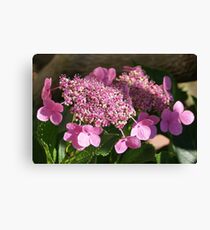 Hydrangea; Lakewood, CA USA May 2013 Please Read Description Canvas Print