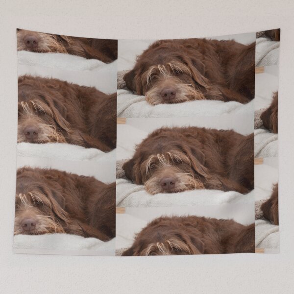 Item preview, Labradoodle Dog designed and sold by AM-Photographer.