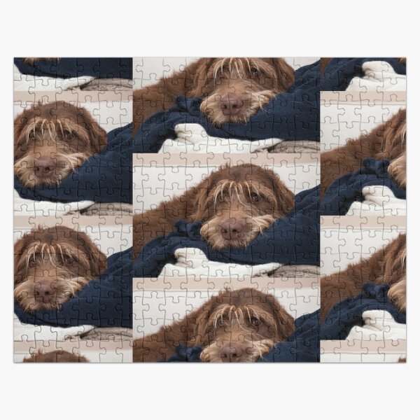 labradoodle jigsaw puzzle