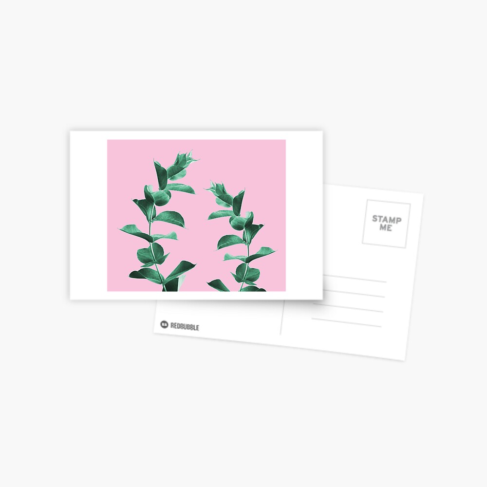 Eucalyptus Postcard