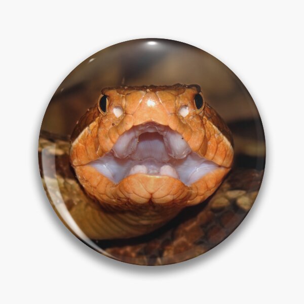 Artikelvorschau, Honduras. Fotografiert von Jonathan Kolby. entworfen und verkauft von ReptileAmphibia.