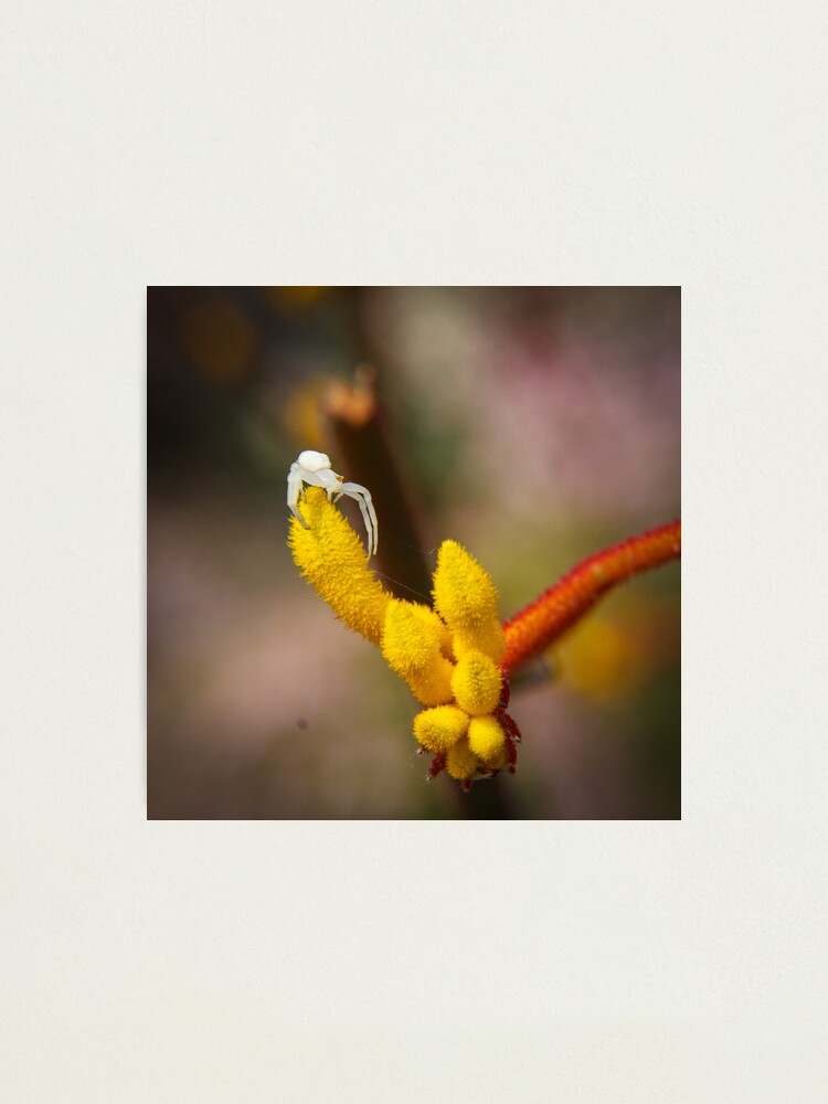 Alternate view of Incy wincy spider Photographic Print