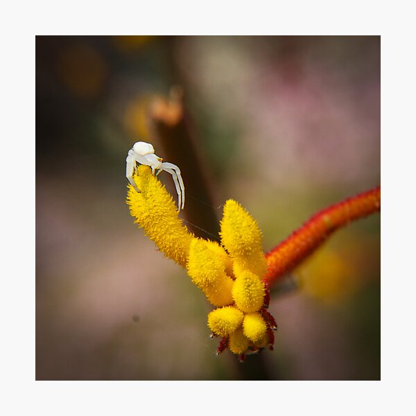 Incy wincy spider Photographic Print