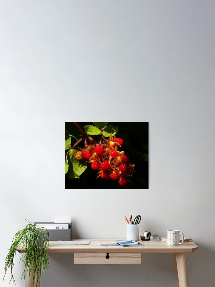 Thumbnail 2 of 3, Poster, Red Raspberries designed and sold by PineSinger.