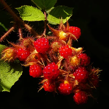 Artwork thumbnail, Red Raspberries by PineSinger