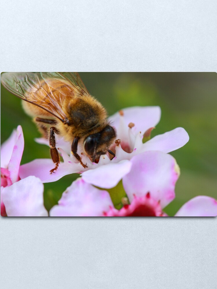 Alternate view of Bee on Geraldton Wax Metal Print