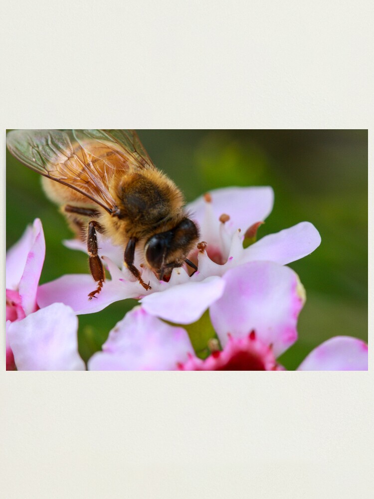 Alternate view of Bee on Geraldton Wax Photographic Print