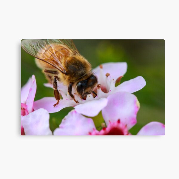 Bee on Geraldton Wax Canvas Print