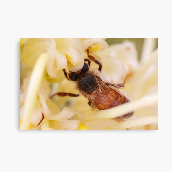 Bee hiding in the grevillea Canvas Print
