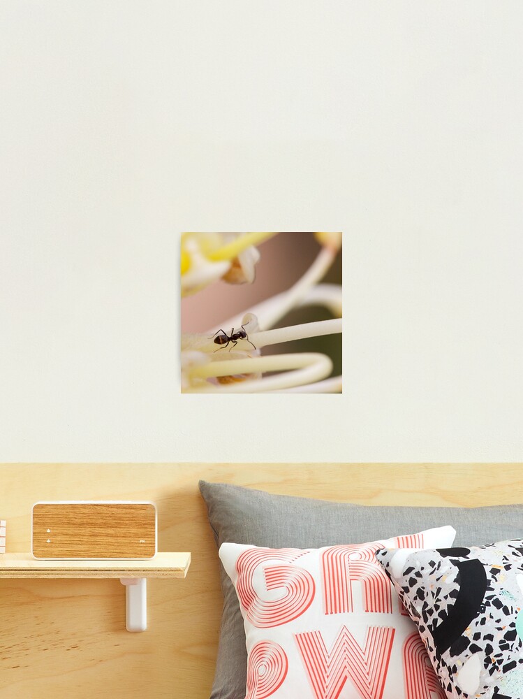 Thumbnail 2 of 3, Photographic Print, Ants love nectar too designed and sold by mistered.