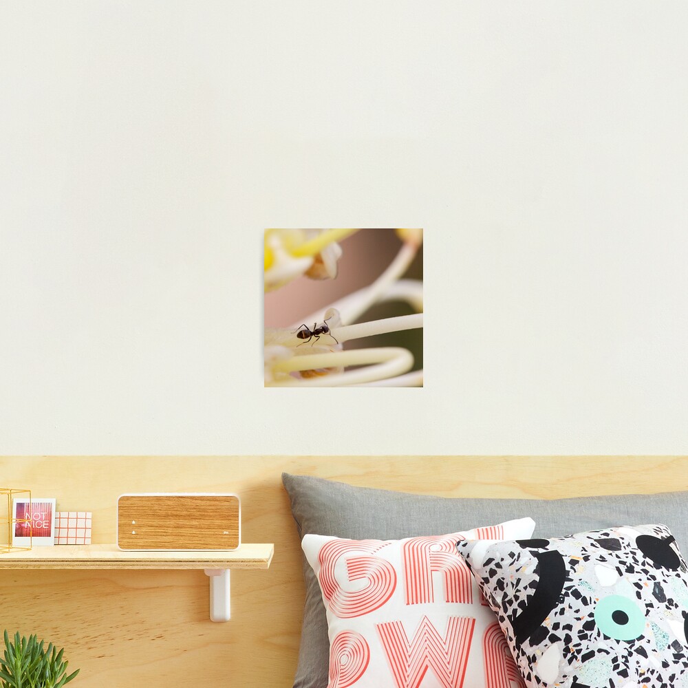 Ants love nectar too Photographic Print