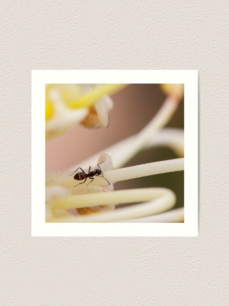 Alternate view of Ants love nectar too Art Print