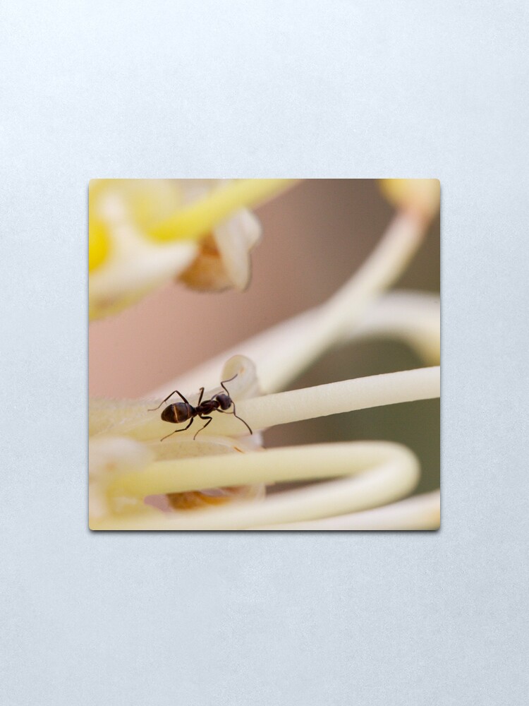 Alternate view of Ants love nectar too Metal Print