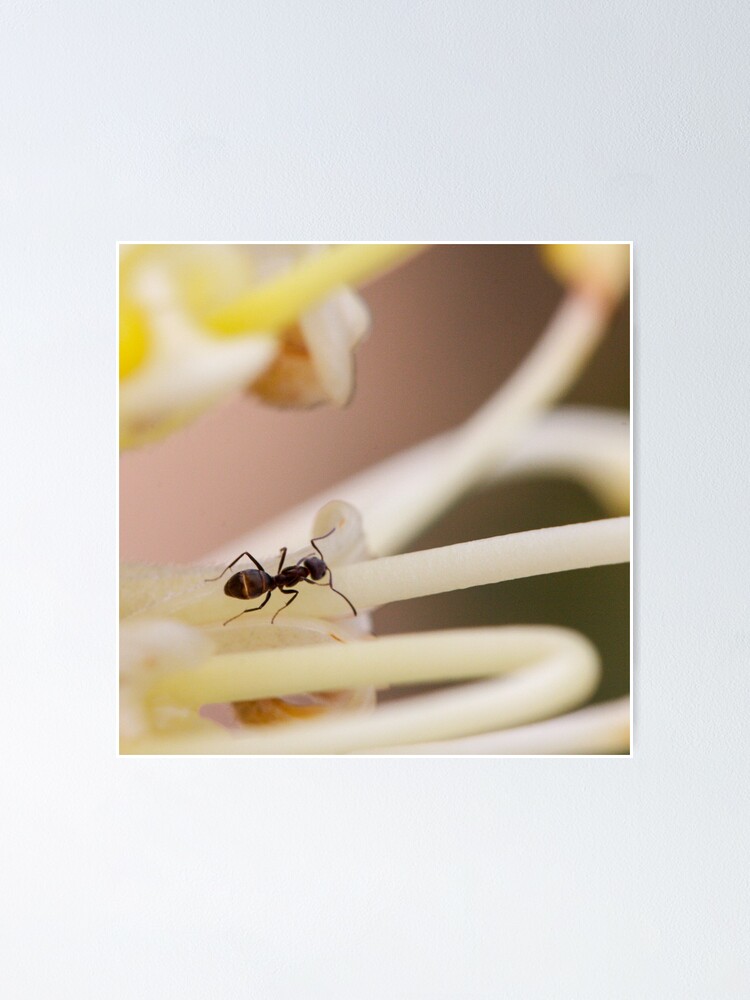 Alternate view of Ants love nectar too Poster