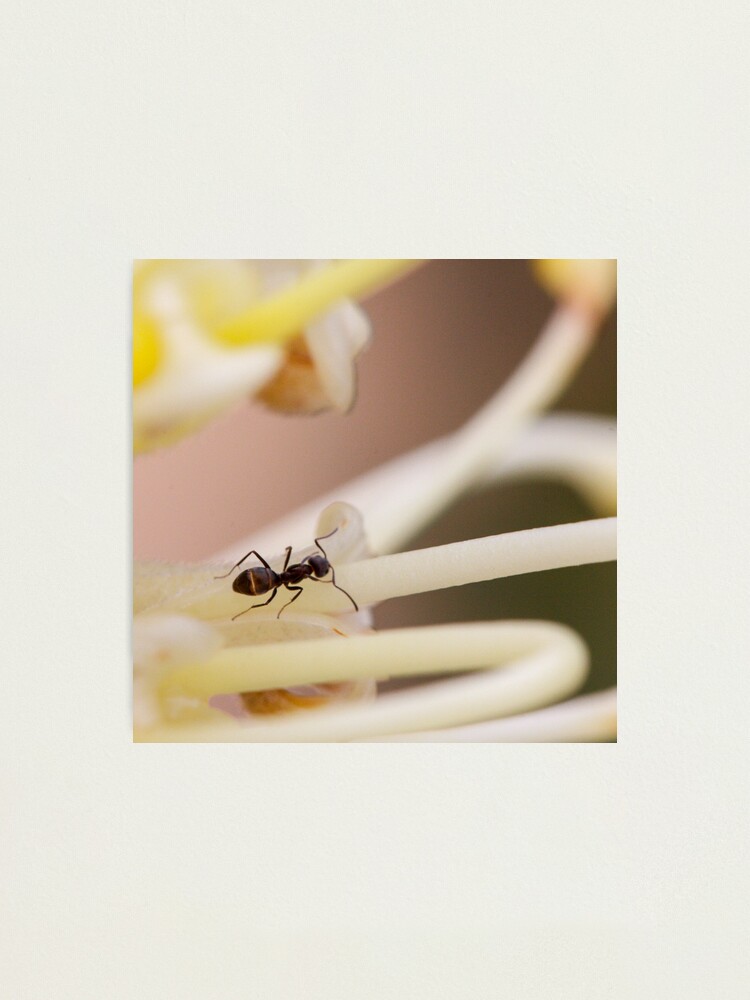 Alternate view of Ants love nectar too Photographic Print