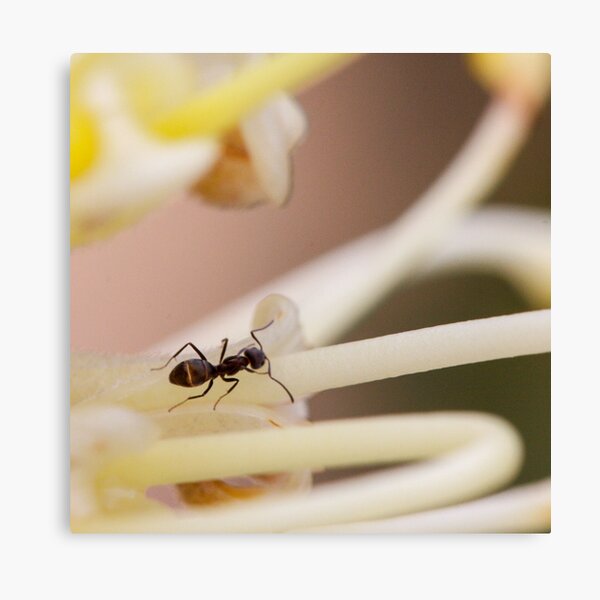 Ants love nectar too Canvas Print