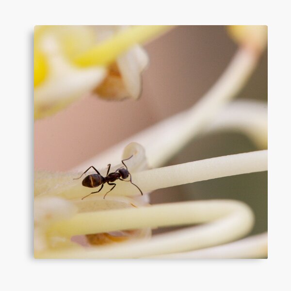 Ants love nectar too Metal Print