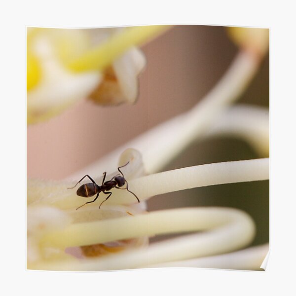Ants love nectar too Poster
