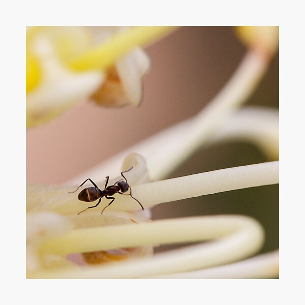 Photographic Print