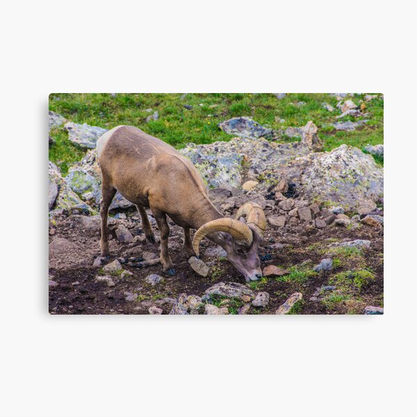 Rocky Mountain Big Horn Sheep Canvas Print