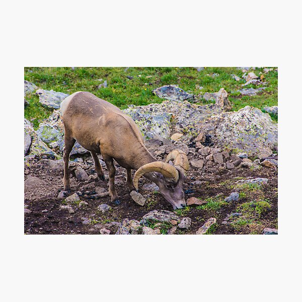 Rocky Mountain Big Horn Sheep Photographic Print