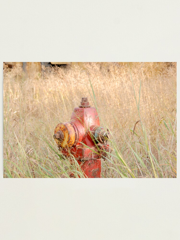 Thumbnail 2 of 3, Photographic Print, Fire Hydrent in tall grass designed and sold by JoeySkamel.