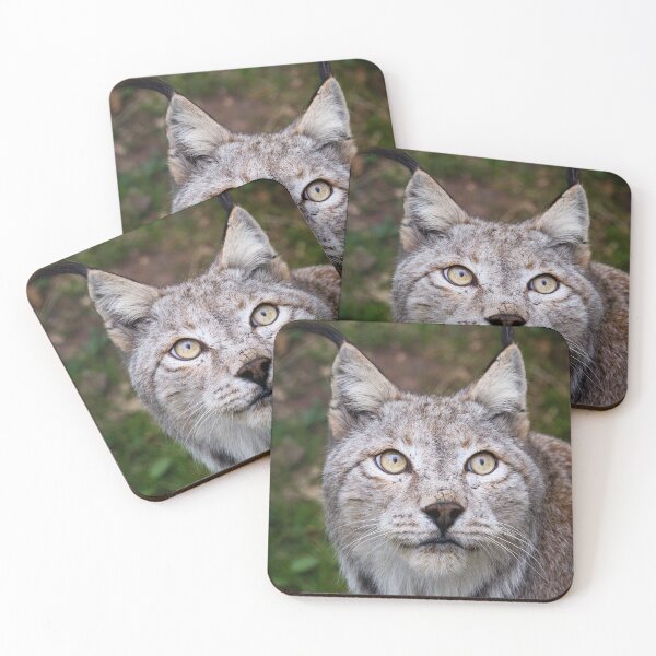 Item preview, lynx designed and sold by Cloudtail.