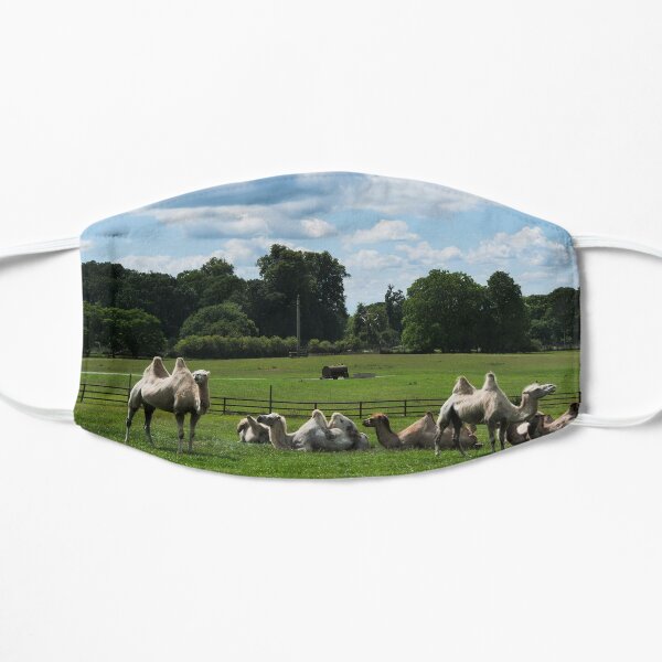 Double humped camels Mask