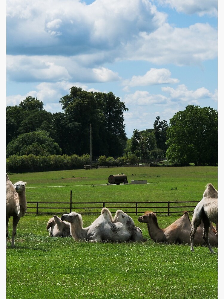 Double humped camels by santoshputhran