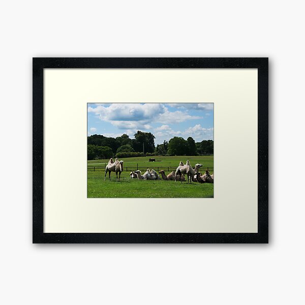 Double humped camels Framed Art Print