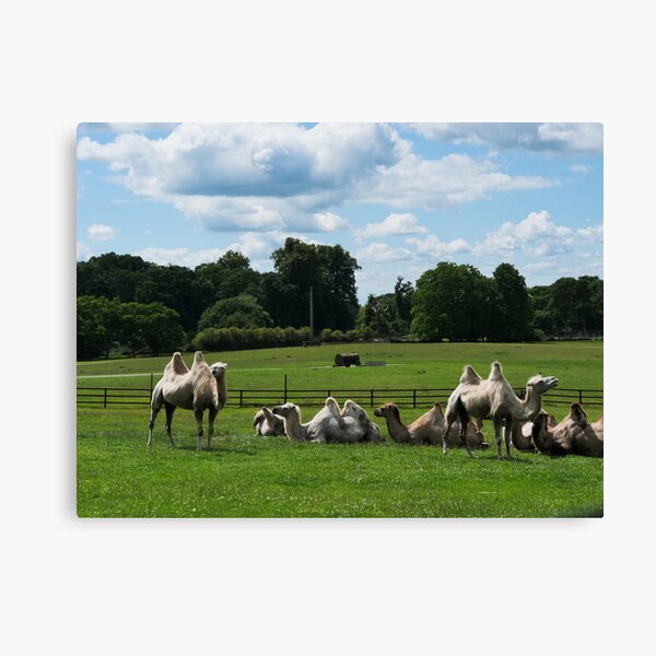 Double humped camels Canvas Print