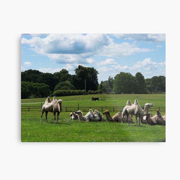 Double humped camels Metal Print