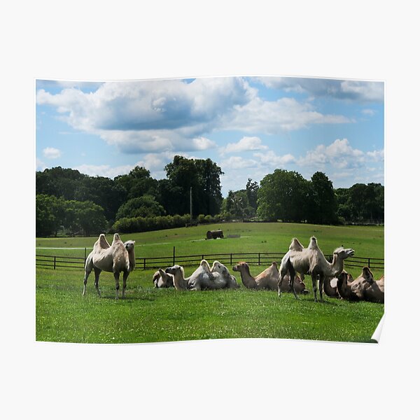 Double humped camels Poster