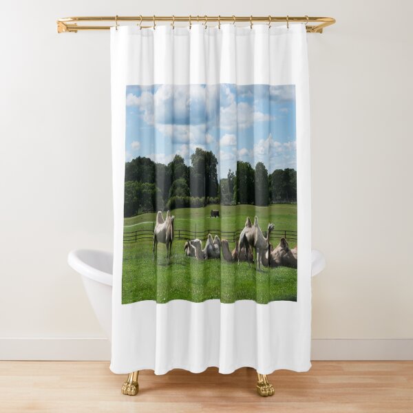 Double humped camels Shower Curtain