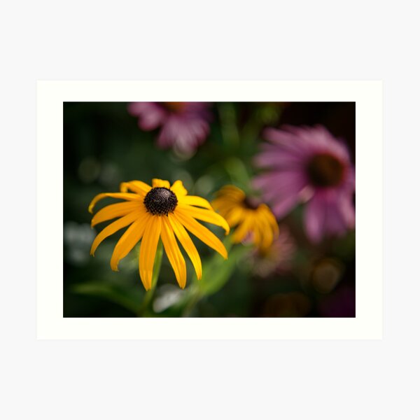 Summer Glory Art Print