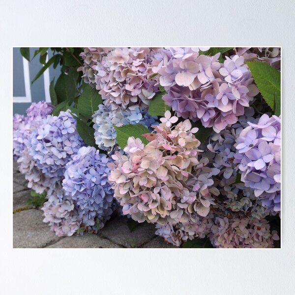 Item preview, Hydrangea Bounty designed and sold by Rusty (Helen)  Valenza.