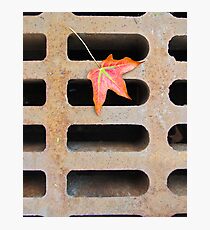 Autumn Calling Photographic Print