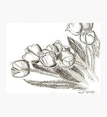 Tulips Photographic Print