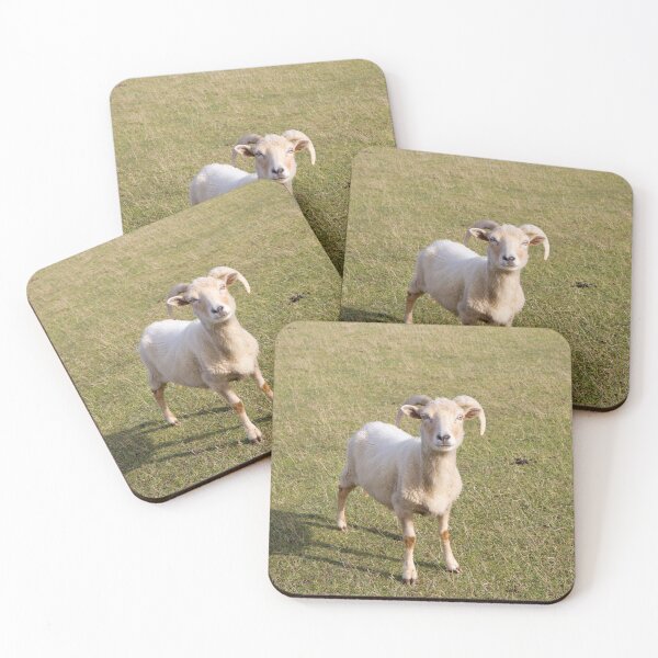 Item preview, Portland Sheep Rare Breed From UK designed and sold by acceleratorhams.