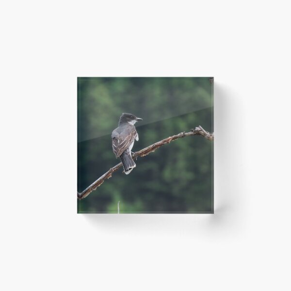 Item preview, Eastern Kingbird  designed and sold by DigitalGen.